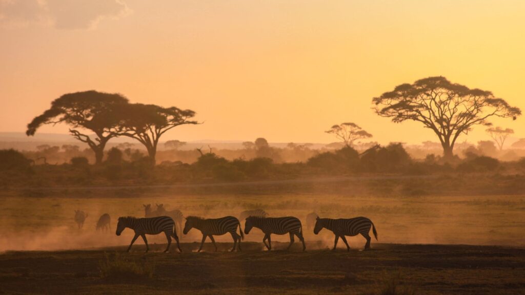 Safari en Kenia: precios, mejor época y guía completa safari kenia masai mara
