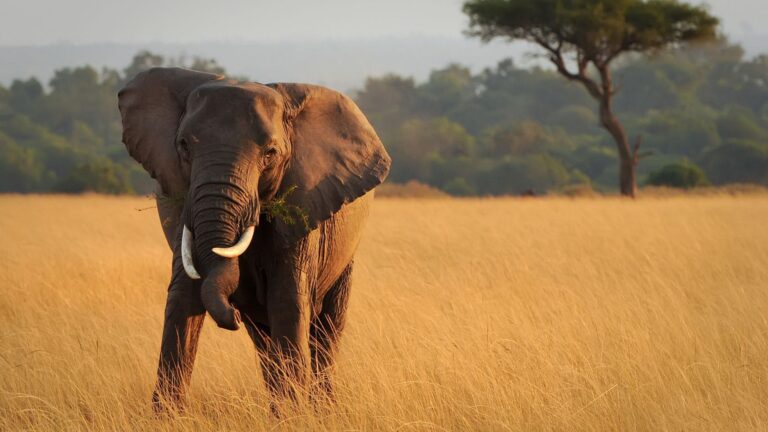 Safari en Kenia: precios, mejor época y guía completa