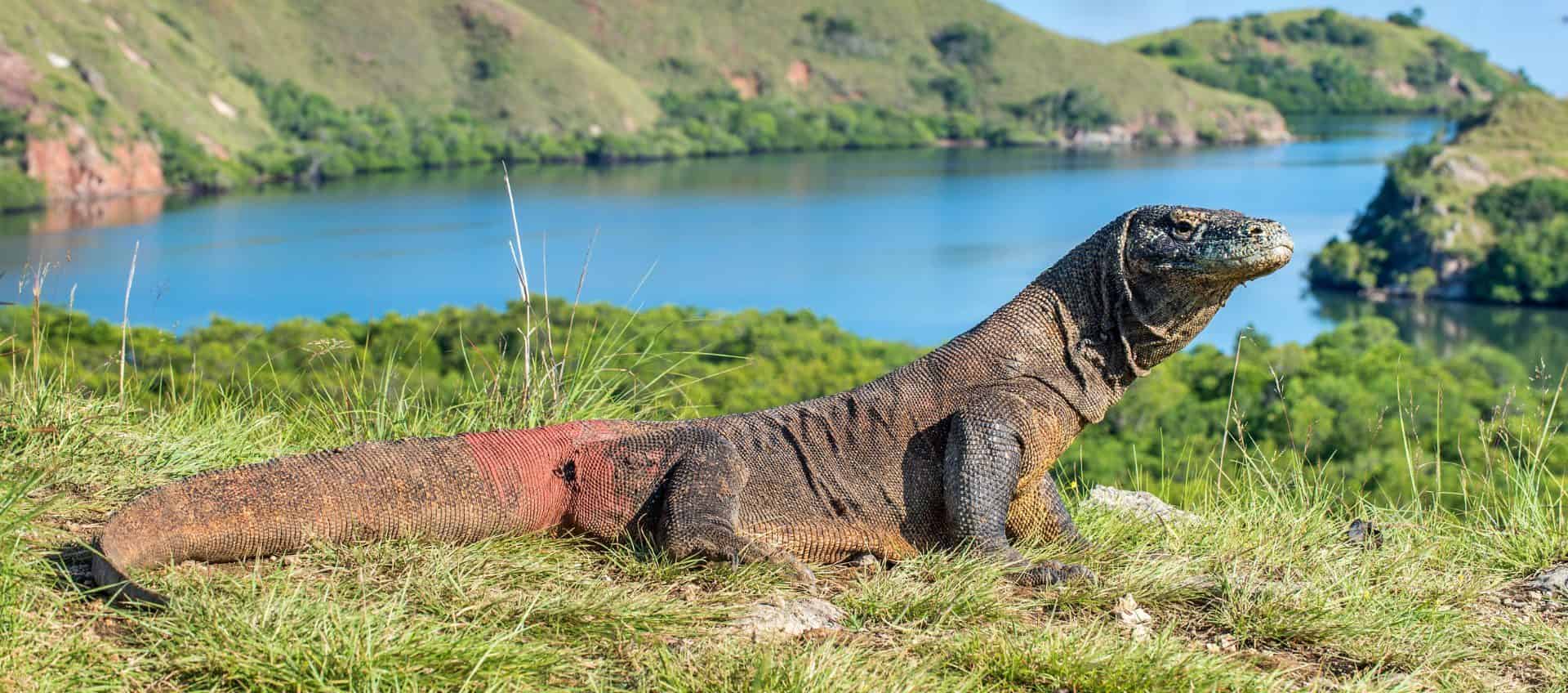 Un Dragon de Komodo en un Gran Viaje a Bali con WAYAO