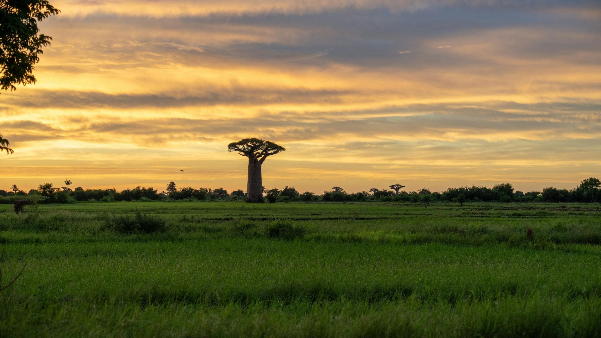 safari en madagascar